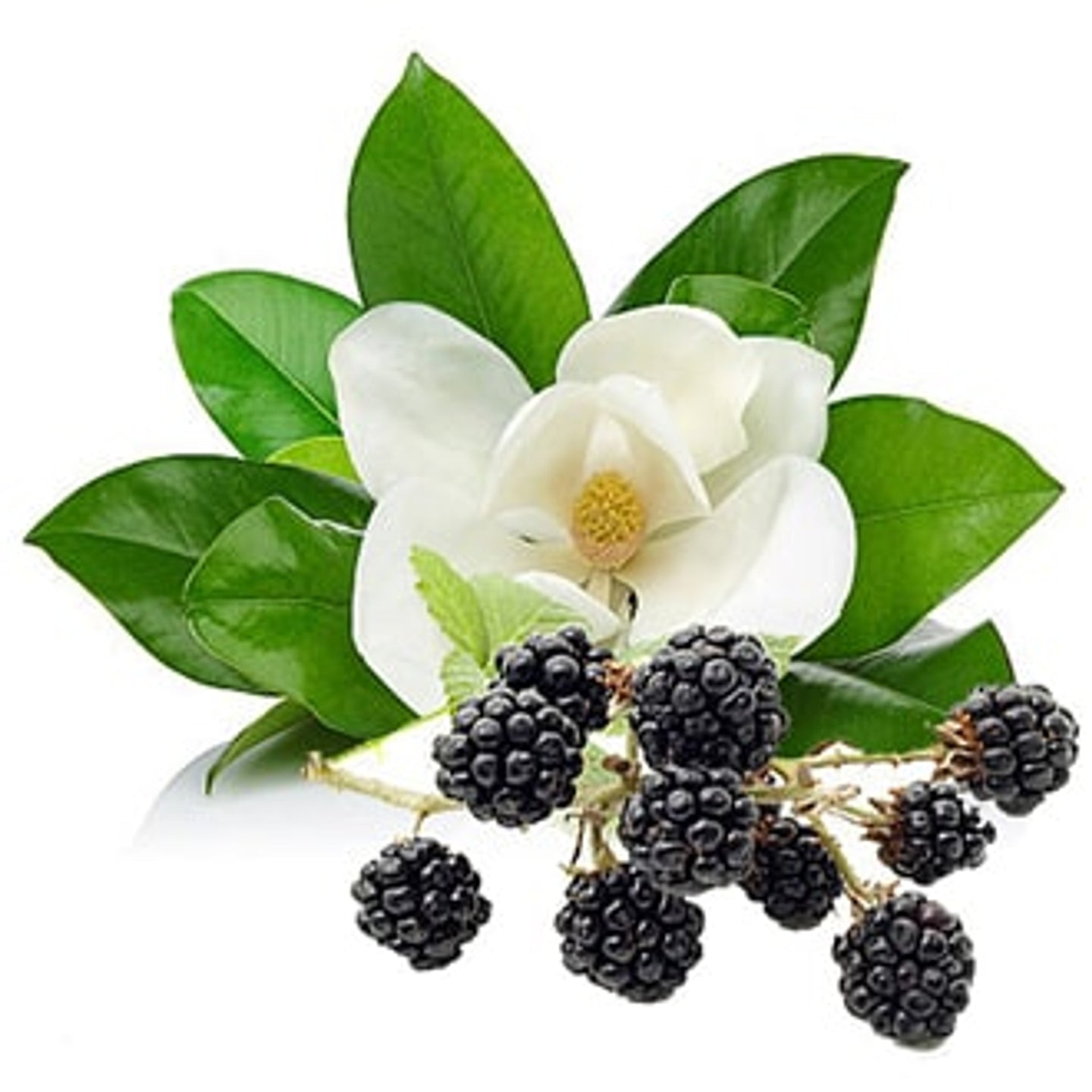 Blackberry + Magnolia