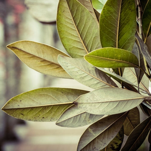 Tobacco & Bay Leaf