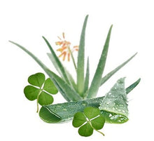 Load image into Gallery viewer, Aloe &amp; Green Clover
